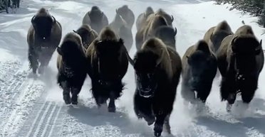 Стадо бизонов едва не затоптало туристов в Йеллоустоуне (видео)