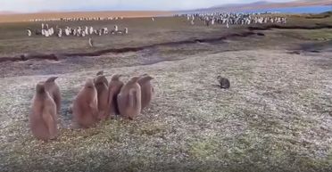 "Зіткнулись два світи": пінгвіни вперше зустрічають кота, їхня реакція розсмішила усіх (відео)