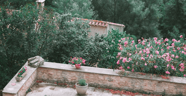 Родині загрожує щоденний штраф у розмірі $7500 від міста за "рай для метеликів" у саду