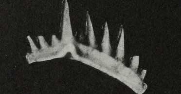 Найгостріші зуби на Землі тероризували океан 200 млн років тому, і це був не мегалодон