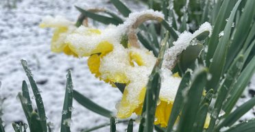 После 19 градусов тепла Одесскую область засыпало снегом (фото, видео)