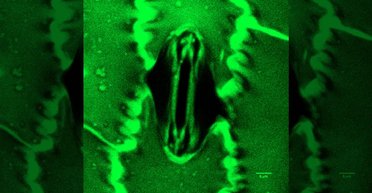 Рослини використовують крихітні "роти", щоб дихати: вчені вперше спостерігали процес