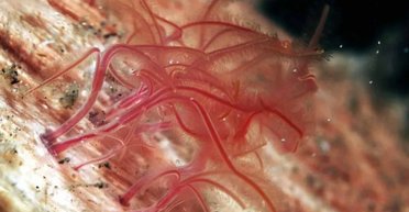 Плохие новости о зомби-червяках: ученые поделились неутешительным прогнозом