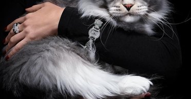 Коты стали героями нового номера Vogue Arabia