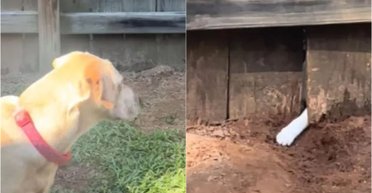 Хазяйка не могла зрозуміти, чому собака риє яму, а потім дізналась правду (відео)