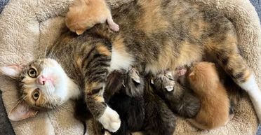 Кішка привела рятувальників до своїх кошенят, щоб врятувати їх від урагану "Мілтон" (фото)