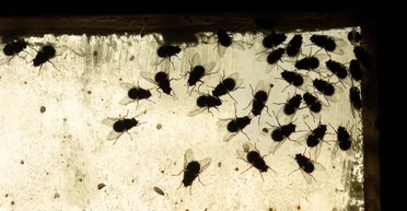 Запах разложения: почему у смерти такой насыщенный характерный аромат