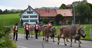 От коровьих рогов до Шенгена. За что и как голосуют швейцарцы на своих референдумах