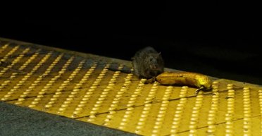 В Нью-Йорке даже крысы разговаривают с акцентом: это помогает им выжить