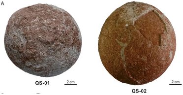 Причуды природы. В Китае нашли сферические яйца динозавров размером с грейпфрут (фото)