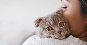 Кошки мяукают только на людей: выяснилось, в чем причина такого поведения