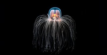 Отсутствие мозга не помеха: могут ли животные без мозга на самом деле мыслить