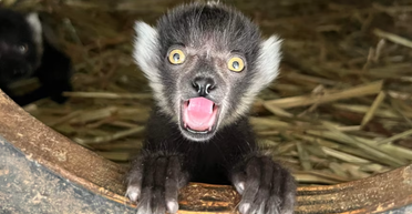 Вымирающая самка лемура родила: зоопарк не знает, кто мог стать отцом (фото)