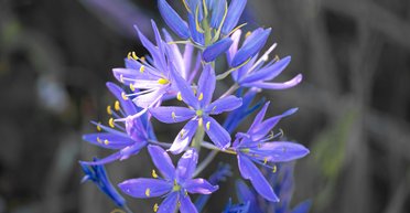 Краеугольный камень Тихоокеанского Северо-Запада: почему камасию выращивают на протяжении 3500 лет