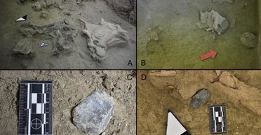 Съесть слона за вечер: ученые обнаружили, что древние чилийские охотники собирались на банкеты