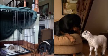 Ягнятко виросло разом з ротвейлером: тепер воно поводиться як собака (відео)