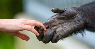 Чи справді у людей і шимпанзе майже 99% спільної ДНК: усе не так просто, кажуть учені