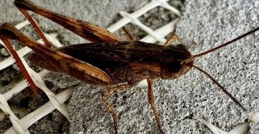 На черзі Дніпропетровщина: на південний схід України обрушилася нова напасть (відео)