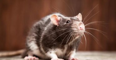 Виноваты крысы и белки: с приходом заморозков в Британии может увеличиться количество пожаров