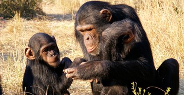 По заветам Дарвина. Ученые выяснили, испытывают ли животные материнскую любовь