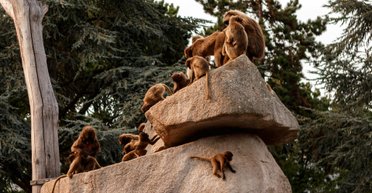 Женщине случайно упал телефон в вольер в зоопарке: бабуины не растерялись, что они сделали (фото)