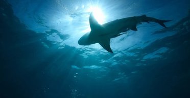 Не имеющий выхода к морю регион буквально кишит акулами: как хищники смогли пробраться сюда (фото)