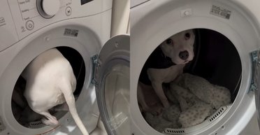 Где прячется собака, когда гремит гром: трогательные кадры стали вирусными (видео)