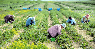 Польша вынуждена искать замену рабочим из Украины: что не устраивает украинцев