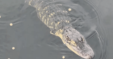 "Подарунок" урагану: у Флориді в домашньому ставку плаває алігатор без передніх лап