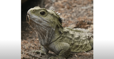 Три ока і дві подружки: який вигляд має рідкісна 130-річна рептилія з Нової Зеландії (відео)