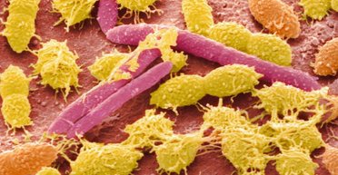 На Землі знайдено новий клас життя: він живе всередині людей