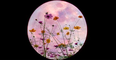 Квітковий місяць зійде цими вихідними: на небосхилі його супроводжуватиме "серце скорпіона"