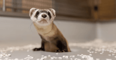 Должны спасти вид от вымирания: ученые клонировали хорьков из 40-летних клеток (фото)