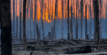 Особиста мета Путіна: чому РФ активізувалася в Срібнянському лісництві і чи готується захоплення Слов'янська