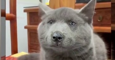 Котопес існує! Що являє собою дивовижна порода собак, схожа на кішок