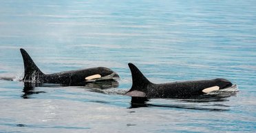 Рождение высшего хищника в океане впервые засняли на видео: стая 15 минут боролась за жизнь малыша