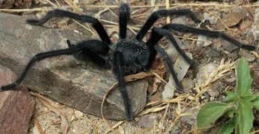 Розмір має значення: нові види тарантулів мають найдовшу "ногу" для спарювання (фото)
