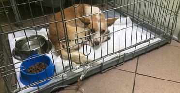 Спасти рядового Шарика. Как волонтеры спасали раненых животных в Калиновке