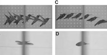 Пернаті трюкачі. Камери показали, як колібрі виконують свій захопливий трюк