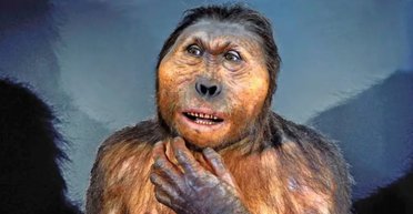 Ловкость рук и рукопожатие гориллы: один из предков человека обладал яркими чертами