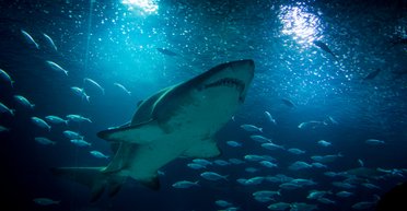 Детеныши мегалодона пожирали своих братьев и сестер в утробе матери, - ученые