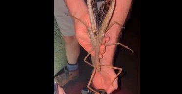 40 см завдовжки: в Австралії виявили новий вид комах (відео)