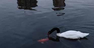 "Вони агресивні": лебідь-убивця напав на чоловіка, не давши йому доплисти до берега (фото)