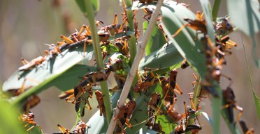 Саранча приближается к Киеву: насекомые съедают огромные объемы урожая (фото, видео)