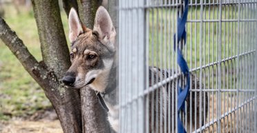 Думали, що взяли собаку: сімейний вихованець виявився небезпечним хижаком