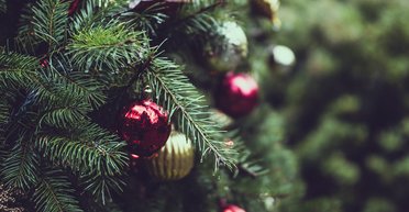 Исследователи рассказали, какая елка экологичнее: искусственная или настоящая