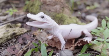 У Флориді народився перший у світі білий алігатор (відео)