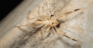 "Великий і страшний": чоловік знайшов у своєму будинку "інопланетного" жука (фото)