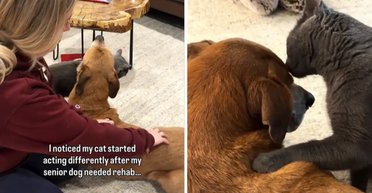 У сім'ї захворів собака: власниця не була готовою до того, що тепер робить кіт (відео)