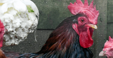 Прокукарекал 90 раз за полтора часа: 80-летнего британца оштрафовали из-за криков петуха